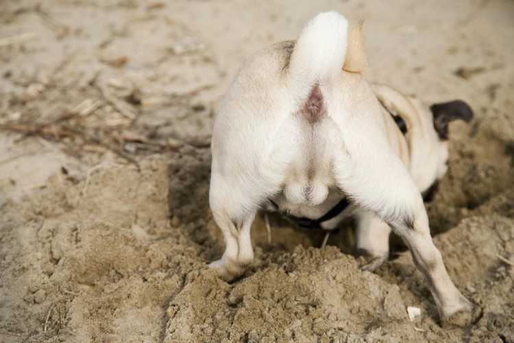 想养巴哥犬看完这6点再说