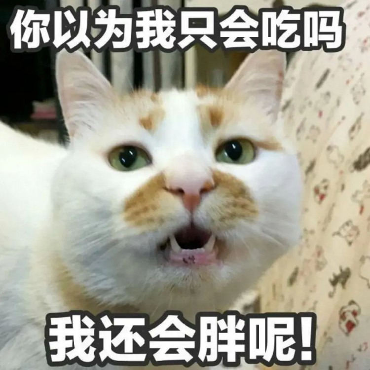 不愧是爷爷奶奶带大的猫咪画风就是如此与众不同！