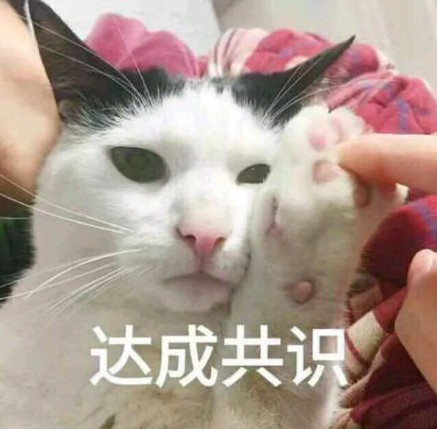 年假将至我的猫带不走怎么办做好这5点就够了