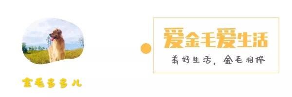 关于狗狗的5个冷知识，你知道几个？资深铲屎官一般至少知道2个