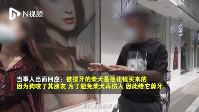 小柴犬被活活拔掉牙齿后施虐者：我是一个很喜欢狗的人