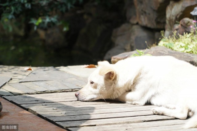 中华田园犬优点有很多，甚至比宠物狗还要好，但还是少人养