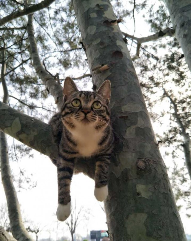 狸花猫为什么逐渐退出宠物圈这几点很遭人嫌弃