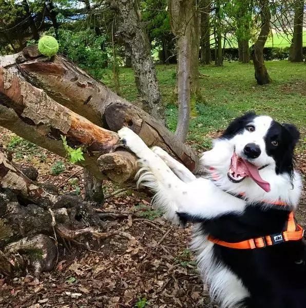 为何边境牧羊犬这么少人喜欢这几个缺点很少人都能接受!