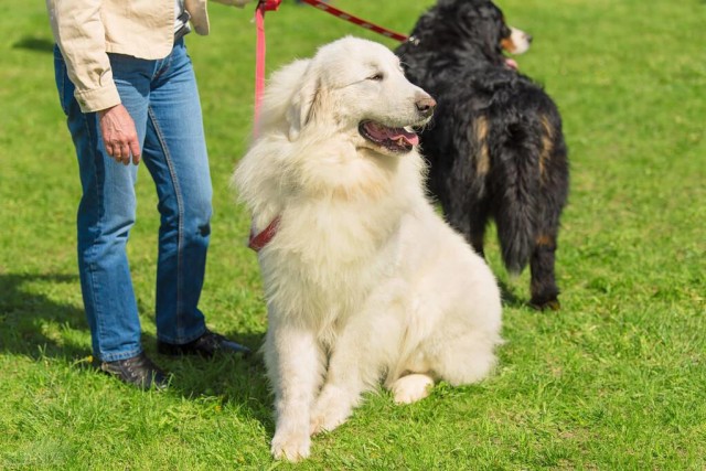 它不仅会牧羊这只大白熊犬曾保护羊群守卫城堡