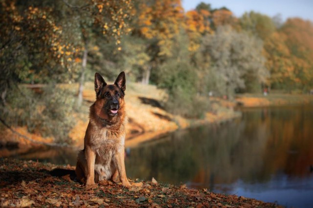 德国牧羊犬：智商第三的代表，养犬知识值得你去了解